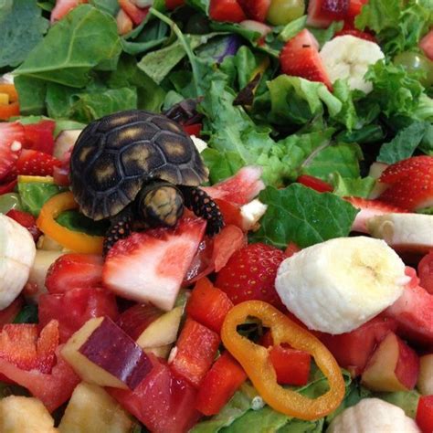 Learn what to feed your Russian Tortoise and what to avoid, based on their dietary needs and preferences. Find out how to provide a balanced diet, calcium …